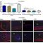 Host tissue response by the expression of collagen to cyanoacrylate adhesives used in implant fixation for abdominal hernia repair