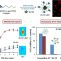 Photothermal and photodynamic activity of polymeric nanoparticles based on α-tocopheryl succinate-RAFT block copolymers conjugated to IR-780