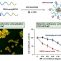 Nanopartículas multifuncionales basadas en el succinato de alfa-tocoferilo: efecto del TPP y el péptido LTVSPWY