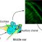 Nanopartículas poliméricas sensibles al pH con propiedades antiinflamatorias y antioxidantes para proteger el efecto ototóxico del cisplatino