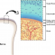 Osteochondral angiogenesis and promoted vascularization: New therapeutic target