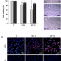 α-Tocopheryl Succinate-Based Polymeric Nanoparticles for the Treatment of Head and Neck Squamous Cell Carcinoma