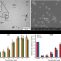 Nanopartículas basadas en copolímeros de 4,7-dicloro-2-quinolinilmetacrilato de metilo con potencial actividad citotóxica hacía células de carcinoma de mama humano