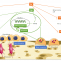 Bibliographic review on the state of the art of strontium and zinc based regenerative therapies. Recent developments and clinical applications