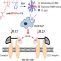 Polymeric Nanoparticles that Combine Dexamethasone and Naproxen for the Synergistic Inhibition of Il12b Transcription in Macrophages