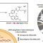 Derivados de la vitamina B9 como vehículos de cationes divalentes para aplicaciones en regeneración musculoesquelética: síntesis, caracterización y evaluación biológica.