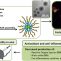 Amphiphilic polymeric nanoparticles encapsulating curcumin: Antioxidant, anti-inflammatory and biocompatibility studies
