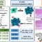 Modulación de mediadores inflamatorios por nanopartículas poliméricas cargadas con fármacos anti-inflamatorios