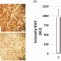 Nanopartículas poliméricas cargadas con paclitaxel basadas en el succinato de α-tocoferilo para el tratamiento de carcinoma de células escamosas de cabeza y cuello: modelo in vivo murino