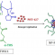 Actividad antitumoral de nanopartículas cargadas con PHT-427, un nuevo inhibidor de AKT / PDK1, para el tratamiento del carcinoma de células escamosas de cabeza y cuello