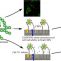 Nanopartículas de DEAE-quitosano como material biomimético para el desarrollo de terapias antineumocócicas