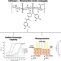 Chitosan – Rosmarinic acid conjugates with antioxidant, anti-inflammatory and photoprotective properties