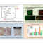 Nuevos conocimientos sobre las rutas antioxidantes y propiedades osteogénicas in vitro de los compuestos fitato de Sr/Zn