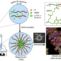 Nanocarrier of α-Tocopheryl Succinate Based on a Copolymer Derivative of (4,7-dichloroquinolin-2-yl)methanol and Its Cytotoxicity against a Breast Cancer Cell Line